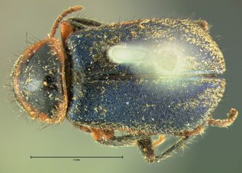 Media type: image;   Entomology 3451 Aspect: habitus dorsal view